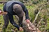 Revierleiter Harald Huber mit einem Fangbaum (c) ÖBf
