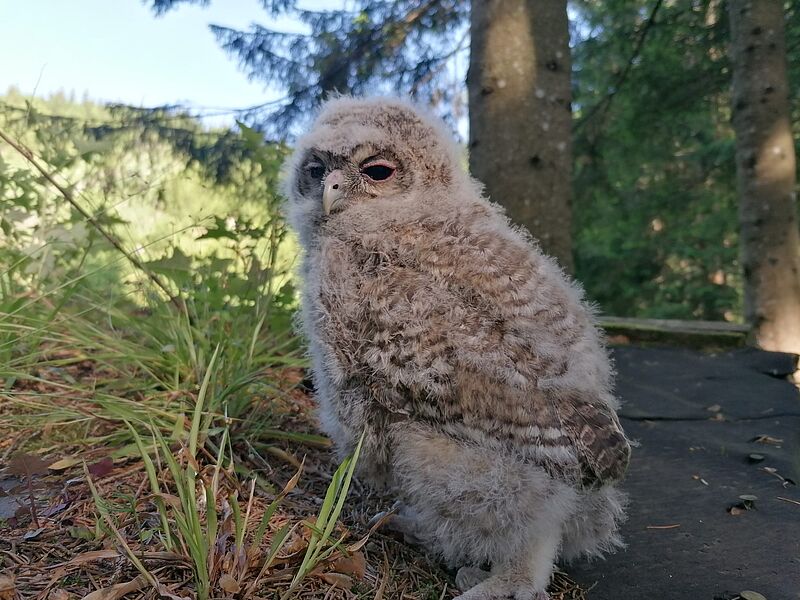 Junger Waldkauz in Reichraming (c) privat