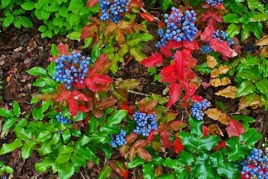 Gewöhnliche Mahonie (Mahonia aquifolium)