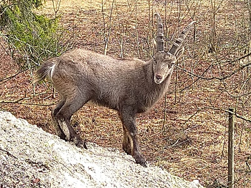 Steinbock in Wildgehege des Cumberland Wildparks Grünau (c) D. Edelbacher/Cumberland Steinbock in Wildgehege des Cumberland Wildparks Grünau (c) D. Edelbacher/Cumberland