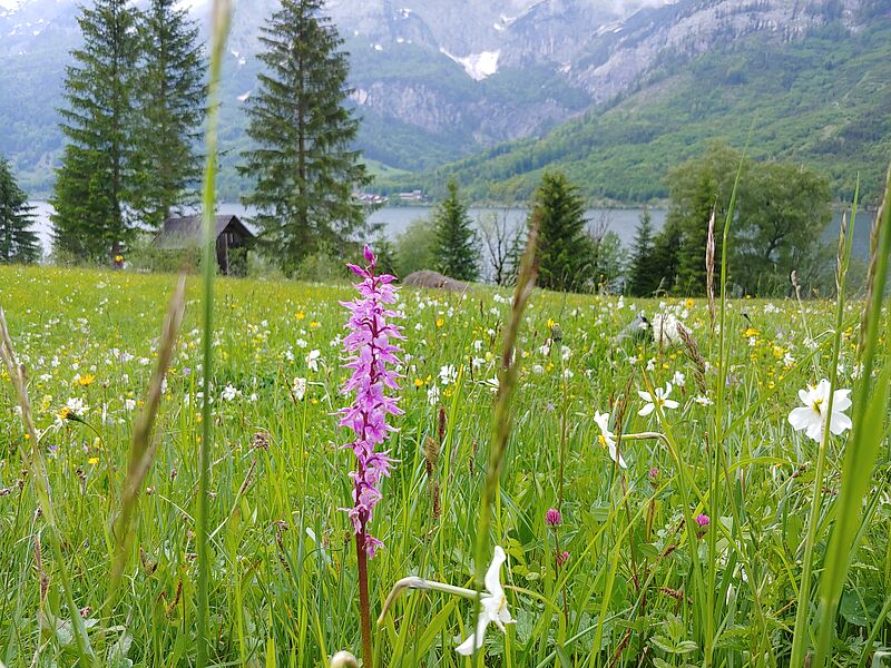 Eine Wiesenfläche mit Bergen im Hintergrund auf der weiße Narzissen wachsen.
