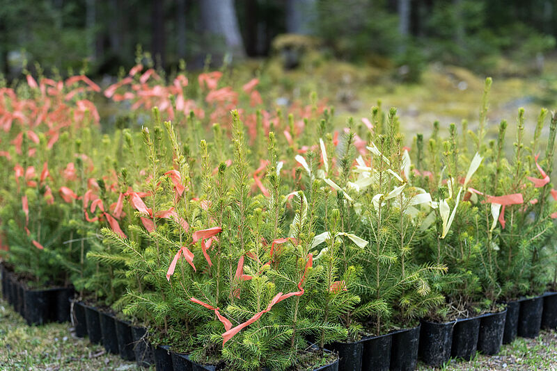 Insgesamt rund 2.500 Lärchen, Zirben und Fichten wurden so im Bereich Mallnitz in besonders steile und entlegene Schutzwaldgebiete geflogen (c) ÖBf/G. Perauer