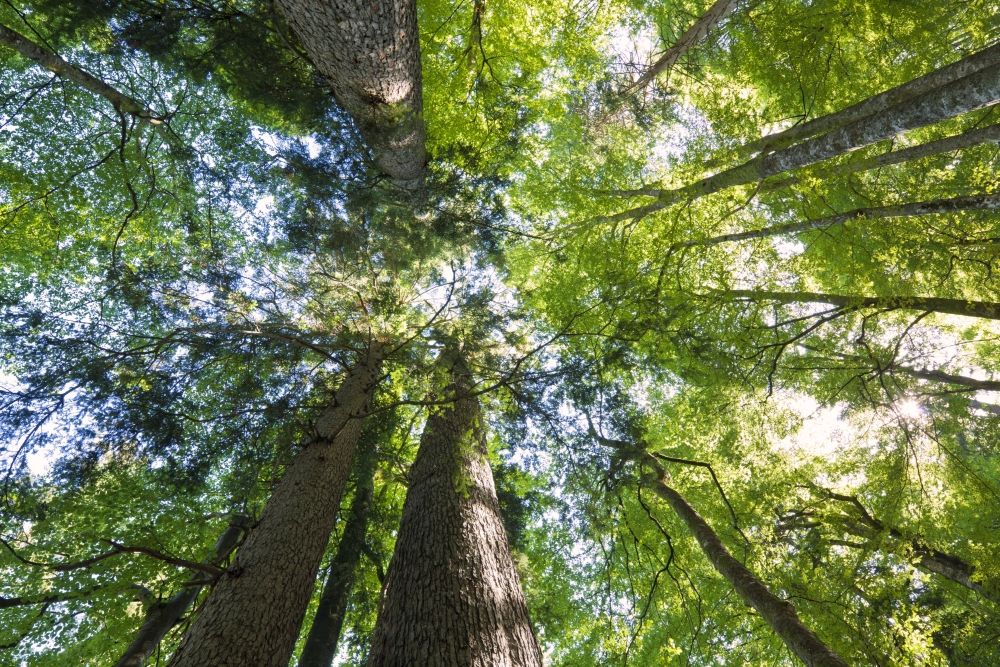 Große WaldUmfrage der Bundesforste Wald hilft Österreicher*innen durch die Pandemie und Große WaldUmfrage der Bundesforste Wald hilft Österreicher*innen durch die Pandemie und