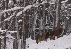 Wildtiere im Winter