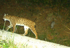 Luchs Alus (c) Gregor Louisoder Umweltstiftung