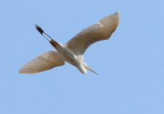 Silberreiher