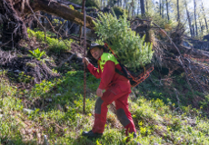 Forstfacharbeiter trägt Jungpflanzen per Kraxe zur Aufforstungsfläche (c) ÖBf/Helvetia/Simlinger