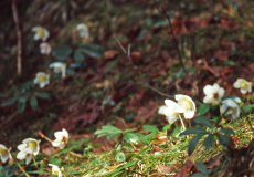 Schneerose am Waldboden (c) ÖBf-Archiv/Gamsjäger