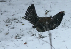 Auerhahn im Schnee