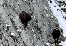 Gämse im Steilhang