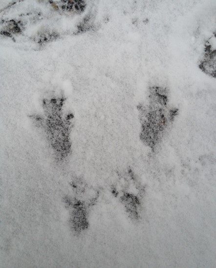 Tierspuren im Schnee