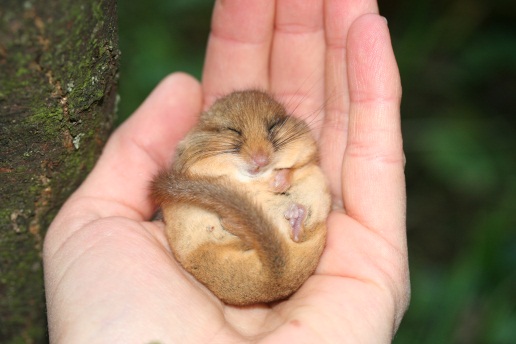 Haselmaus